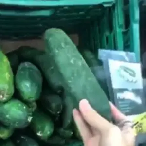 Compro un pepino enorme para metermelo